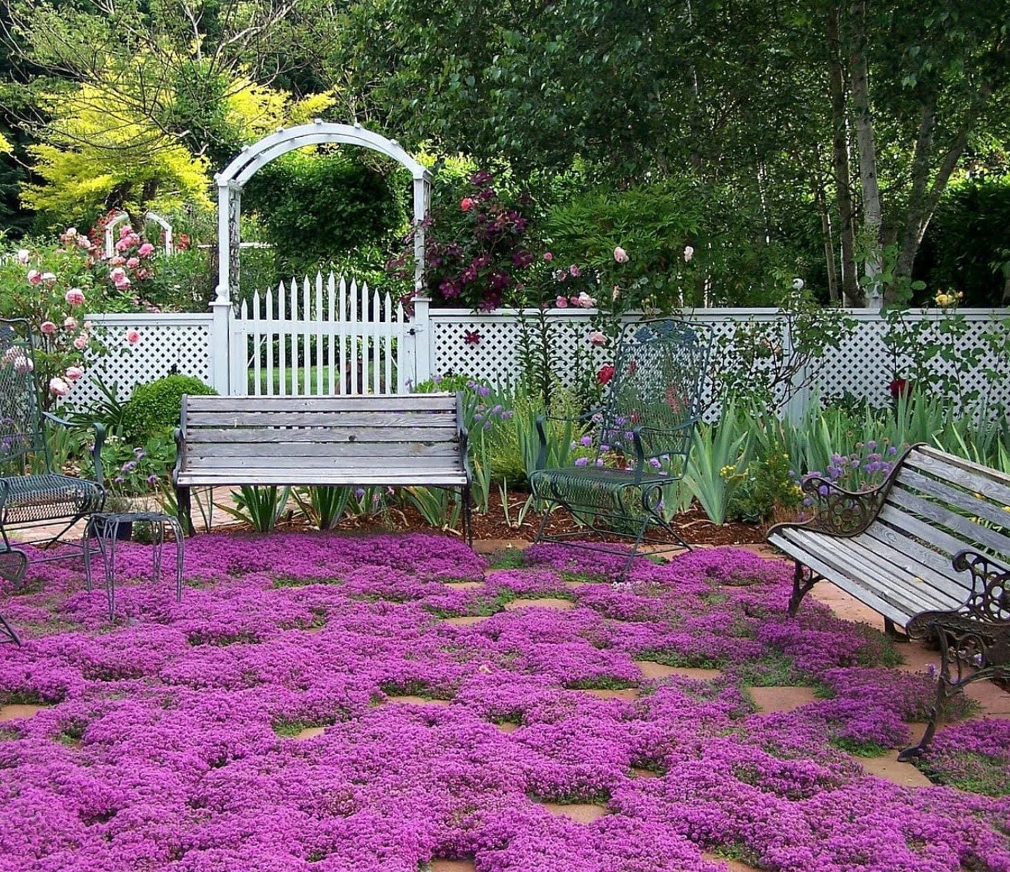 Ground Cover Seeds South Mountain Nursery