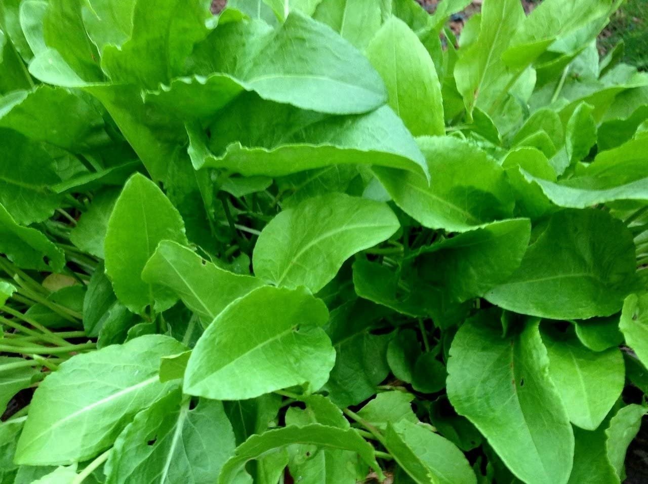 sorrel seeds for planting 400+ Heirloom French Sorrel Seeds - Ancient Leafy-Herb, Vitamin-Rich