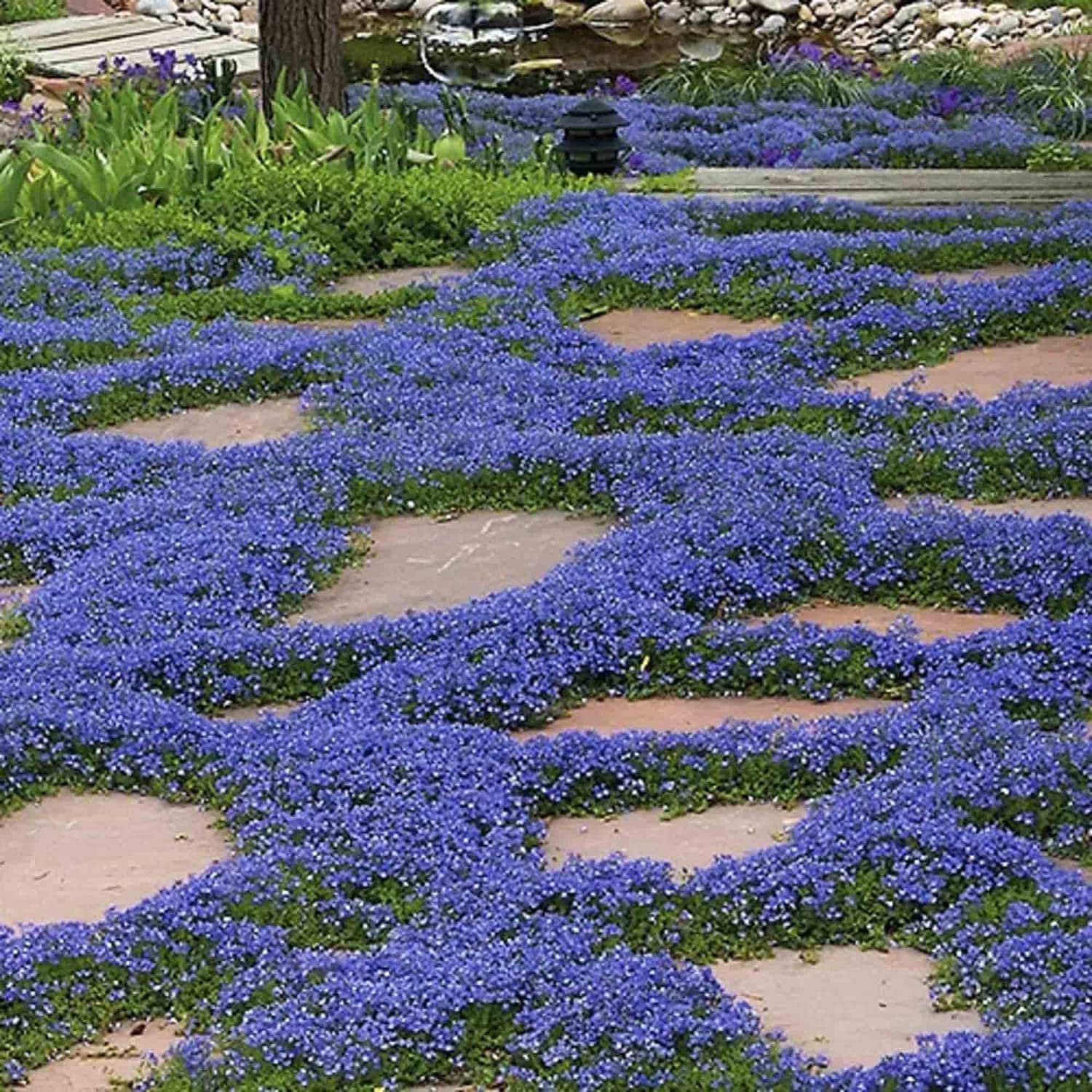 Perennial Flowering Thyme 20000+ Mixed Creeping Thyme Seeds - Non
