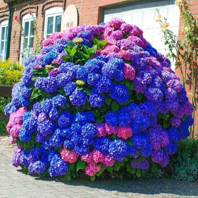 Blue Pink Purple Hydrangea Seeds- Beautiful and Hardy Perennial