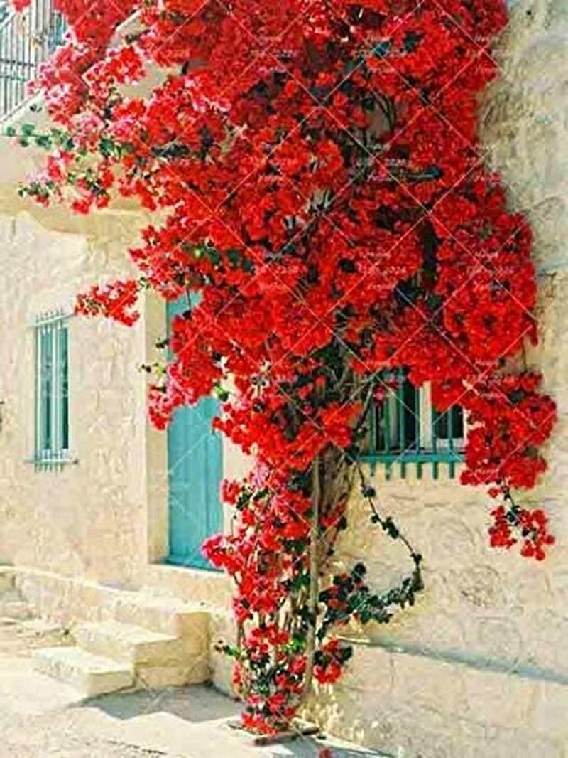 bougainvillea flower seeds Bougainvillea Ornamental Red Flowers - 50 Seeds