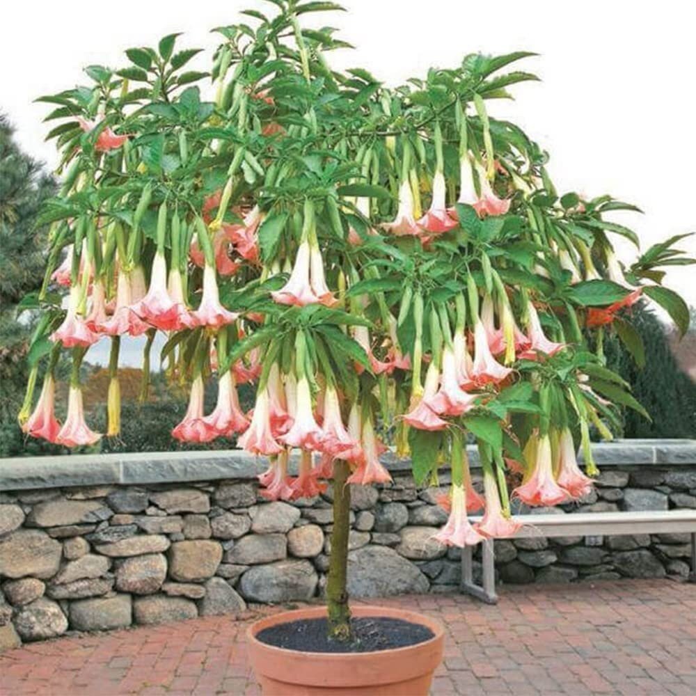 trumpet plant seeds Brugmansia Pink Delight Angels Trumpet Moonflower - 10 Seeds - Flowering  Accent Plant Landscape