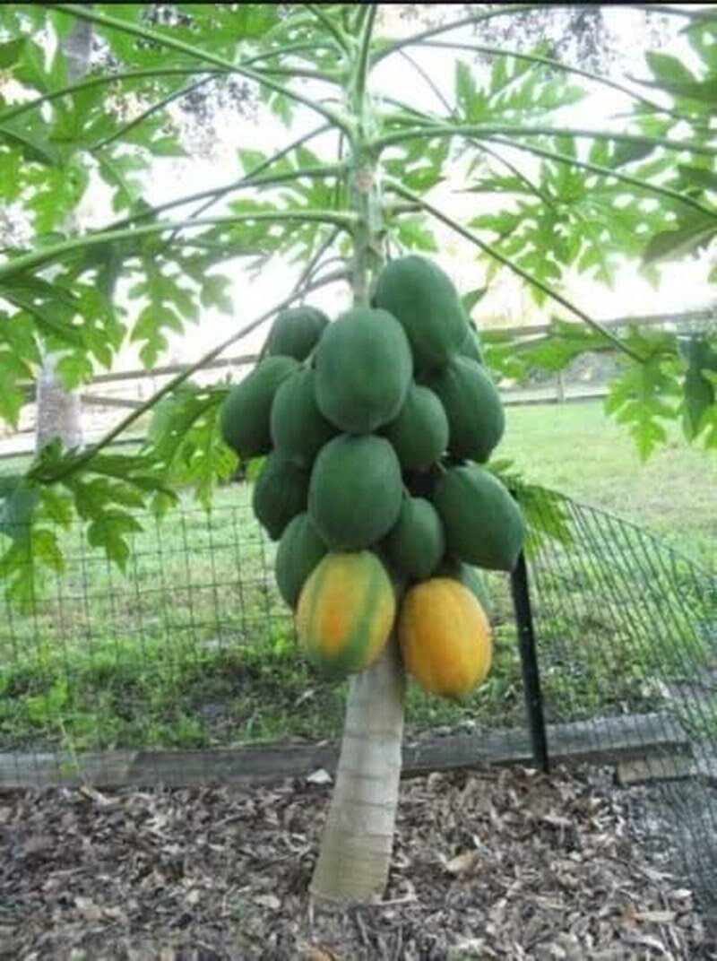 rare tropical plants seeds Dwarf Waimanalo Papaya - 10 Seeds