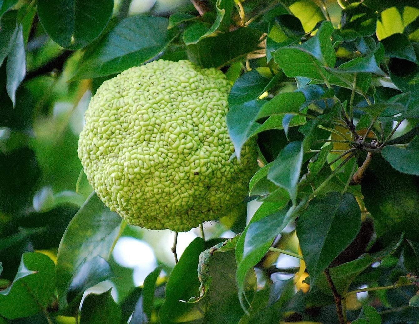 planting osage orange seeds Osage Orange Tree - 20 Heirloom Seeds - Non GMO Seeds