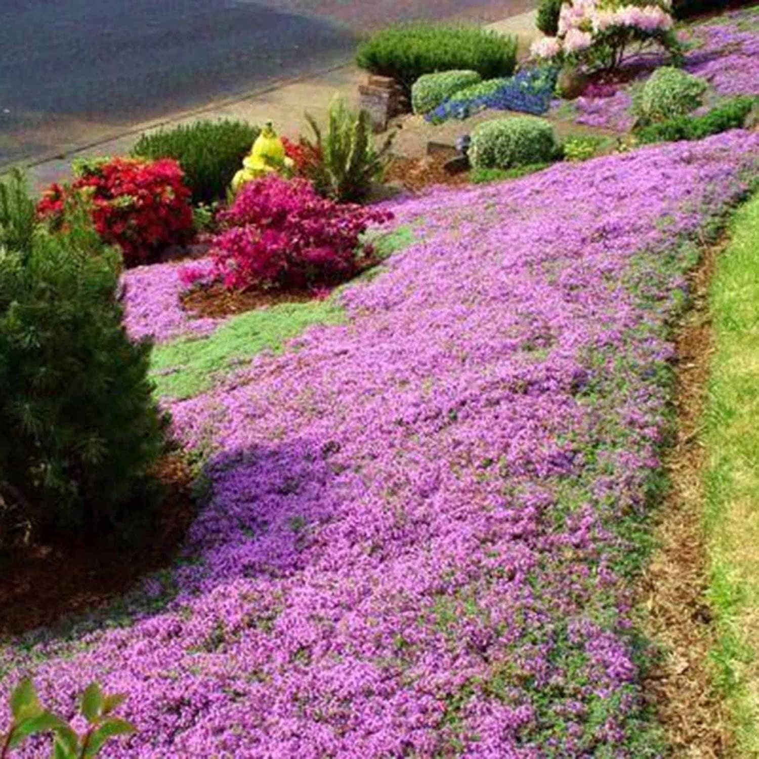 creeping thyme ground cover flower seed mat Red Carpet Creeping Thyme Ground Cover - 5000 Plant Seeds Perennial- Non-Gmo