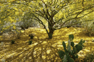 Bring the Sunshine to Your Garden with the Desert Museum - Thornless Palo Verde Seeds - South Mountain Nursery