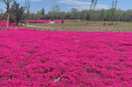 Pink Creeping Thyme! - South Mountain Nursery
