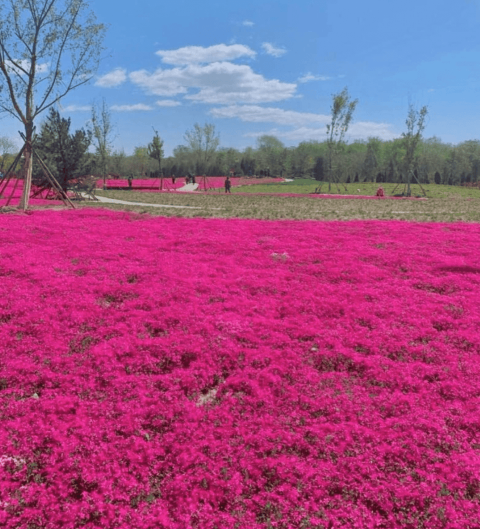 Pink Creeping Thyme! - South Mountain Nursery
