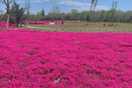 Pink Creeping Thyme! - South Mountain Nursery