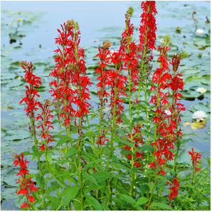 Flower Seeds - South Mountain Nursery