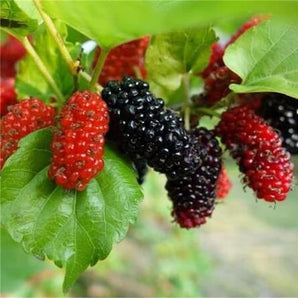 Fruit Seeds - South Mountain Nursery