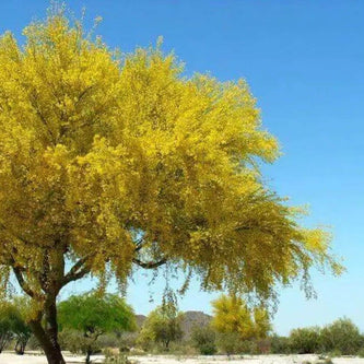 Tree Seeds - South Mountain Nursery