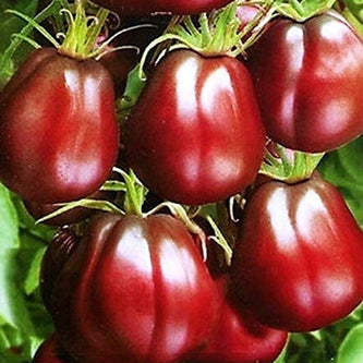 Vegetable Seeds - South Mountain Nursery