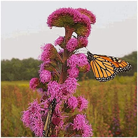 1 Oz Meadow Blazing Star Native Wildflower Seeds - Jumbo Seed Packet - South Mountain Nursery