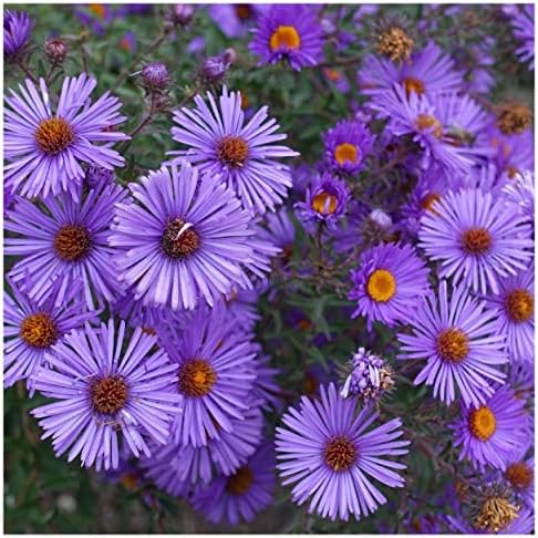 1000 New England Aster Native Wildflower Seeds - Jumbo Seed Packet - South Mountain Nursery