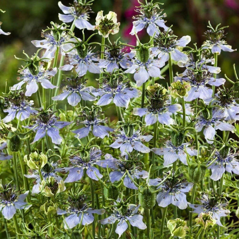 nigella sativa seeds for planting 1000 Nigella Sativa Seeds - Black Cumin Herb, Flavorful Culinary Addition, Beautiful Ornamental