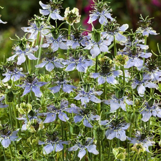 1000 Nigella Sativa Seeds - Black Cumin Herb, Flavorful Culinary Addition, Beautiful Ornamental - South Mountain Nursery