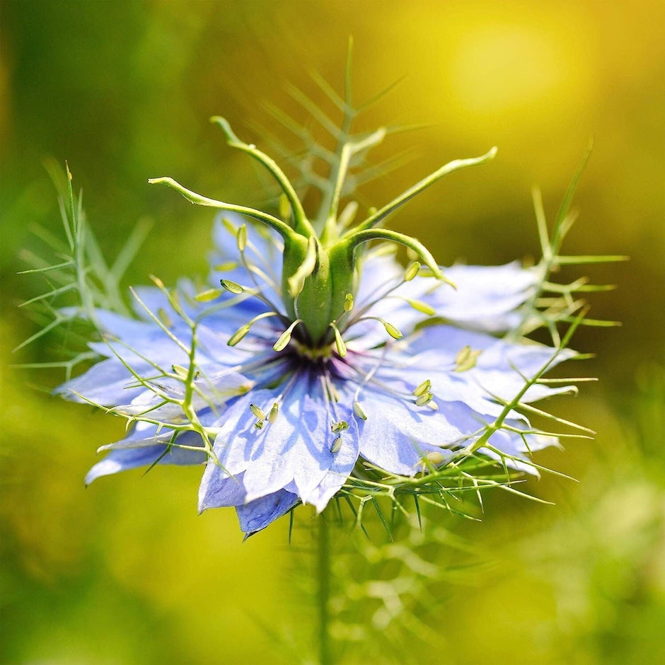 nigella sativa seeds to plant 1000 Nigella Sativa Seeds - Black Cumin Herb, Flavorful Culinary Addition, Beautiful Ornamental