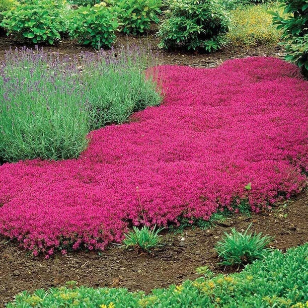 15000+ Vibrant Red Creeping Thyme Seeds - Hardy Drought - Tolerant Ground Cover (Thymus Serpyllum) - Heirloom & Open - Pollinated - South Mountain Nursery