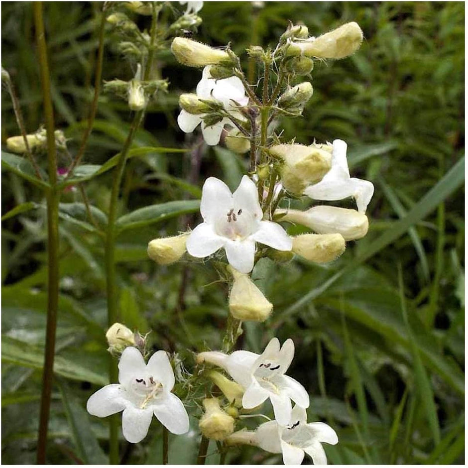 2000 Foxglove Beardtongue Native Wildflower Seeds - Jumbo Seed Packet - South Mountain Nursery