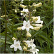 2000 Foxglove Beardtongue Native Wildflower Seeds - Jumbo Seed Packet - South Mountain Nursery
