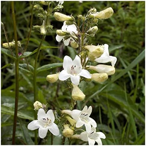 2000 Foxglove Beardtongue Native Wildflower Seeds - Jumbo Seed Packet - South Mountain Nursery