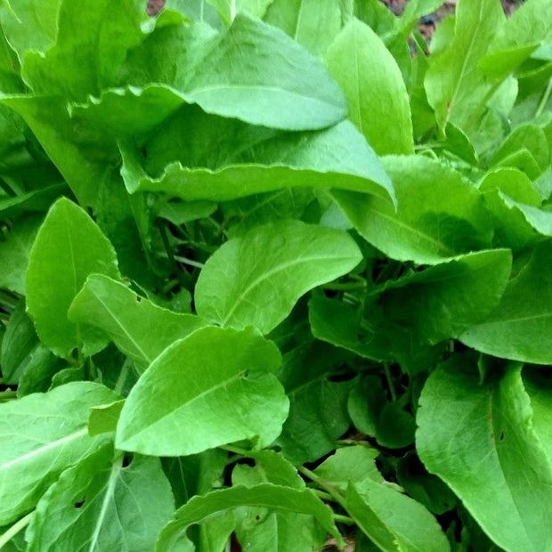 400+ Heirloom French Sorrel Seeds - Ancient Leafy - Herb, Vitamin - Rich - South Mountain Nursery