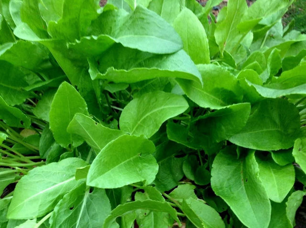 400+ Heirloom French Sorrel Seeds - Ancient Leafy - Herb, Vitamin - Rich - South Mountain Nursery