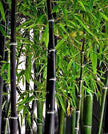 50+ Rare Black Bamboo Seeds - Fast Growing, Perfect for Privacy Screens & Environment - Friendly - South Mountain Nursery