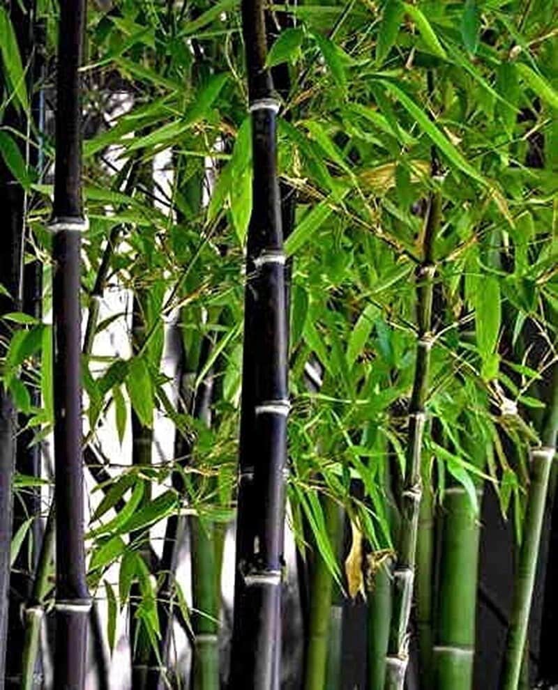 50+ Rare Black Bamboo Seeds - Fast Growing, Perfect for Privacy Screens & Environment - Friendly - South Mountain Nursery