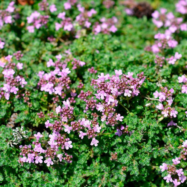 5000 Creeping Thyme Seeds - Easy - Care, Fragrant Ground Cover Thymus Serphyllum - South Mountain Nursery