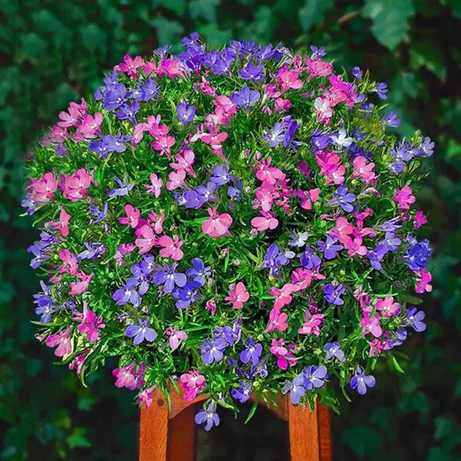 plant creeping thyme seeds 5000 Multicolor Creeping Thyme Seeds - Vibrant, Easy-to-Grow Ground Cover Flower Mix