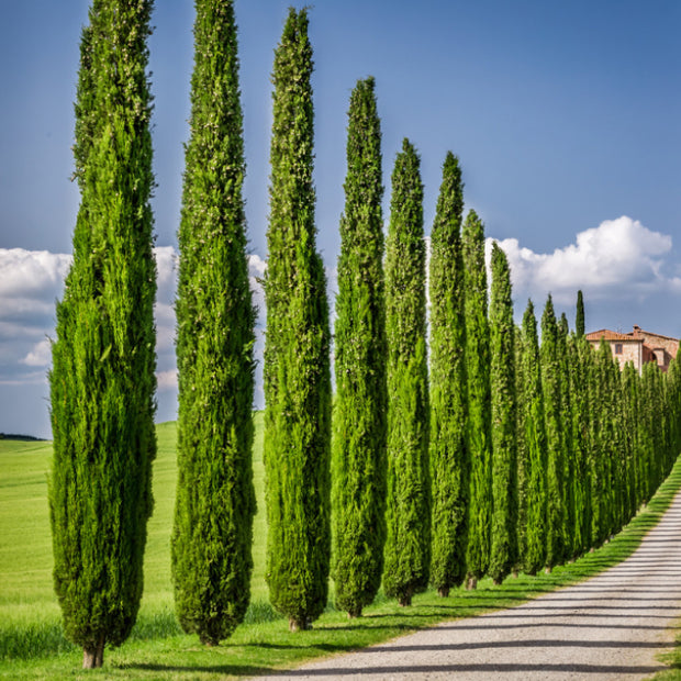 Italian Cypress Seeds - Exotic Evergreen Tree Great for Landscaping and Hedge Rows - South Mountain Nursery