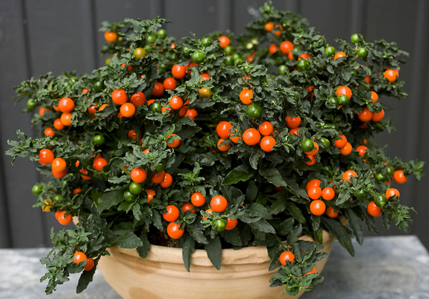 Jerusalem Cherry Christmas Plant Perennial - 15 Seeds - South Mountain Nursery