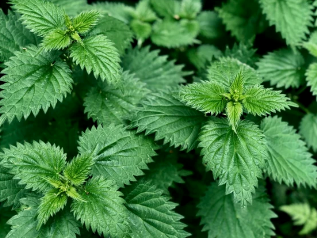 Urtica Dioica Stinging Nettle Seeds - Heirloom Perennial Herb, Iron-Rich Plant - South Mountain Nursery