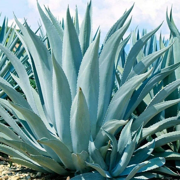 Agave Americana - 15 Seeds - Century Succulent Seeds Cactus Perennial Plant Garden - South Mountain Nursery