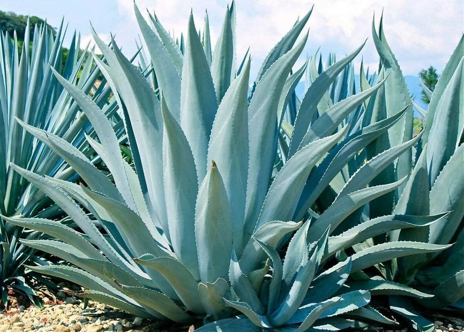 is agave a succulent or cactus Agave Americana - 15 Seeds - Century Succulent Seeds Cactus Perennial Plant Garden