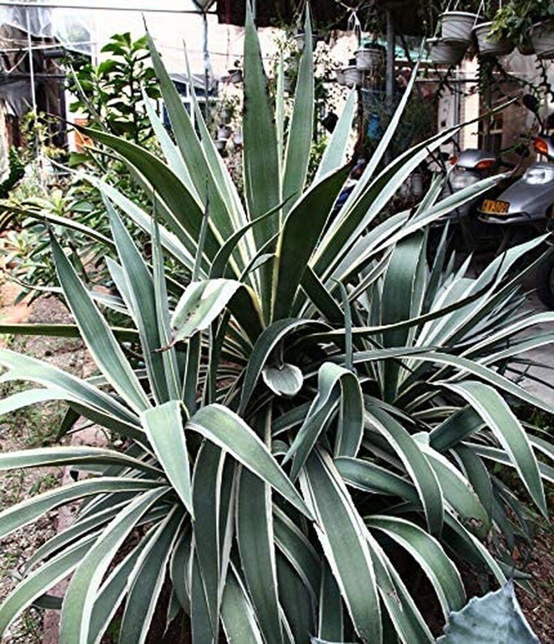 century plant seeds Agave Americana - 15 Seeds - Century Succulent Seeds Cactus Perennial Plant Garden