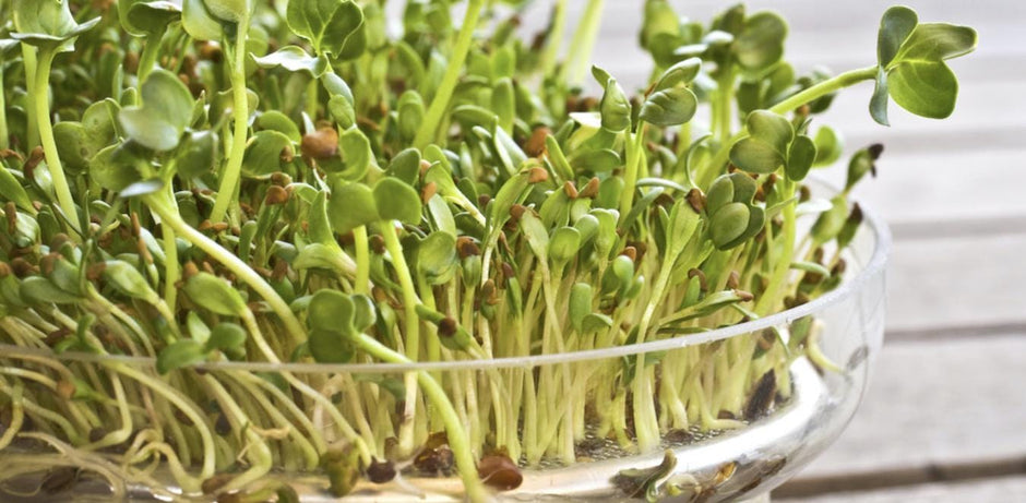 Alfalfa Seeds – Organic Sprouting Seeds – Non - Gmo Premium Alfalfa Seeds – Rich in Vitamins, Minerals, Fiber - South Mountain Nursery