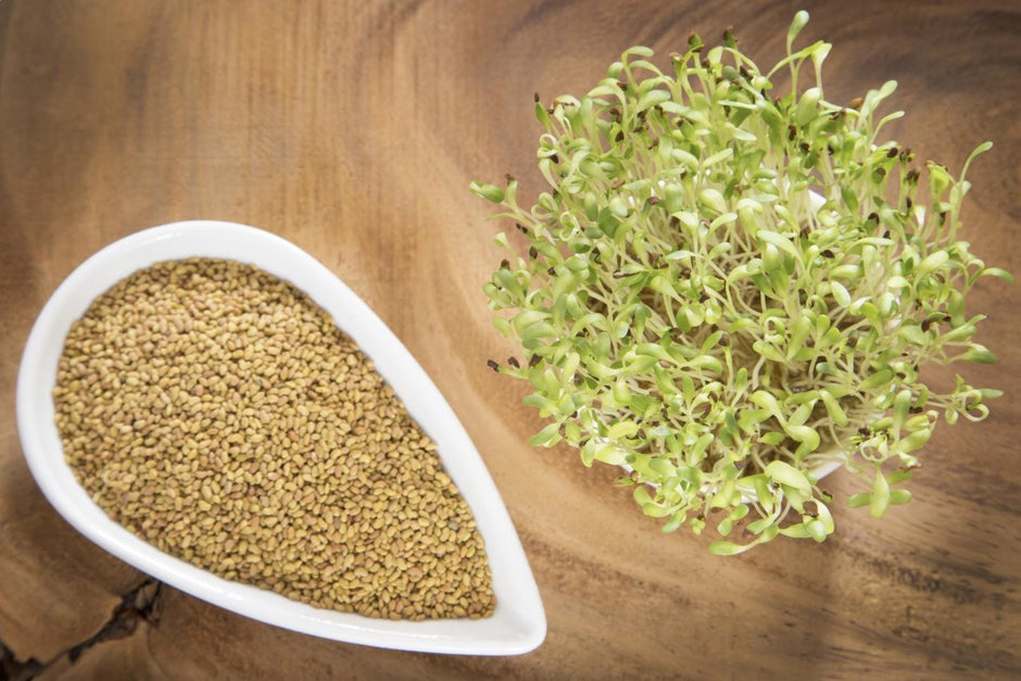 Alfalfa Seeds – Organic Sprouting Seeds – Non - Gmo Premium Alfalfa Seeds – Rich in Vitamins, Minerals, Fiber - South Mountain Nursery