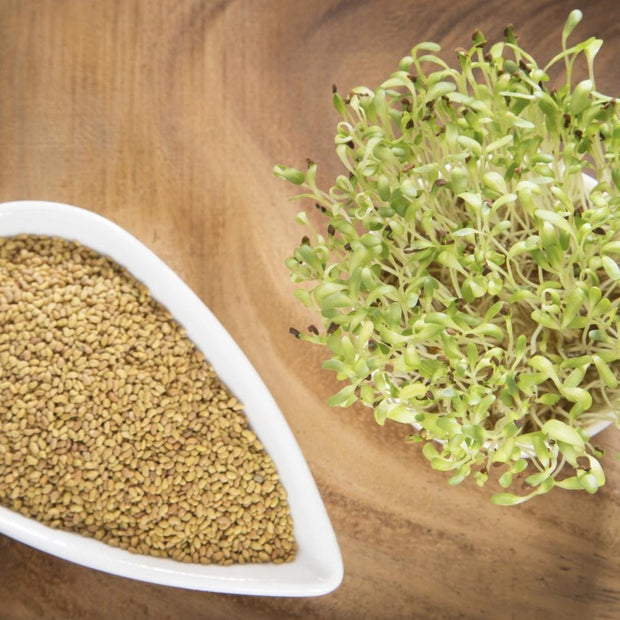 Alfalfa Seeds – Organic Sprouting Seeds – Non - Gmo Premium Alfalfa Seeds – Rich in Vitamins, Minerals, Fiber - South Mountain Nursery