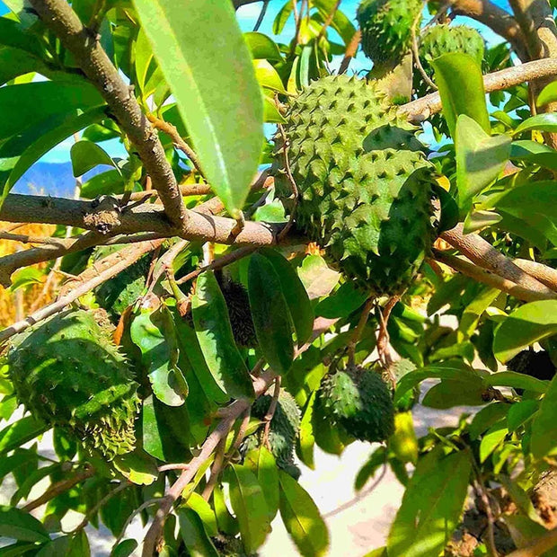 Annona Muricata - 10 Seeds - Soursop, Graviola, Guyabano, Sirsak, Non - Gmo Fruit Seeds, Tasty Tropical - South Mountain Nursery
