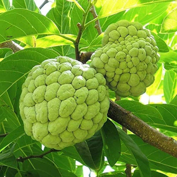 Annona Squamosa Tropical Fruit Tree - 50 Seeds - Sugar Apple, Sweetsop - South Mountain Nursery