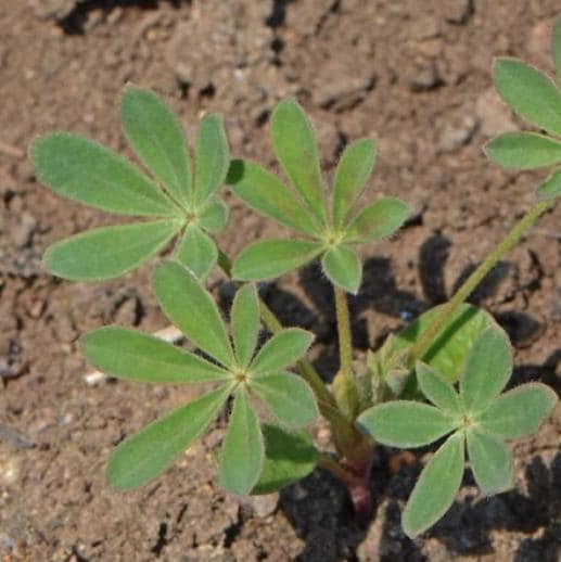 Arroyo Lupine Seeds - Rainbow Blossoms Rare Wildflower - Easy to Plant and Grow - South Mountain Nursery