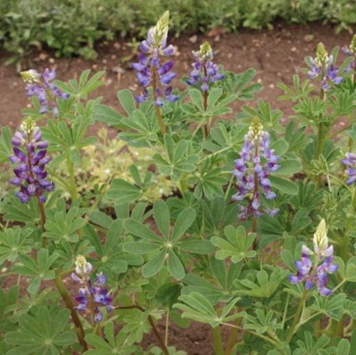 Arroyo Lupine Seeds - Rainbow Blossoms Rare Wildflower - Easy to Plant and Grow - South Mountain Nursery