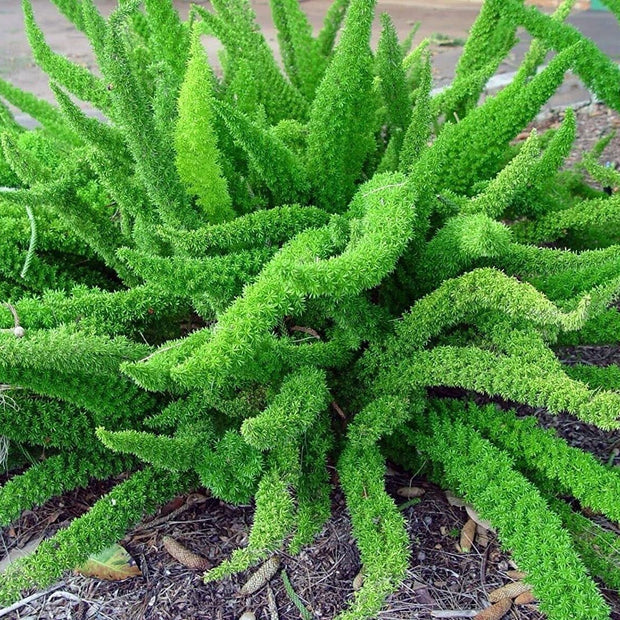 Asparagus Densiflorus Sprengeri - 20 Seeds - Foxtail Fern Seeds - South Mountain Nursery