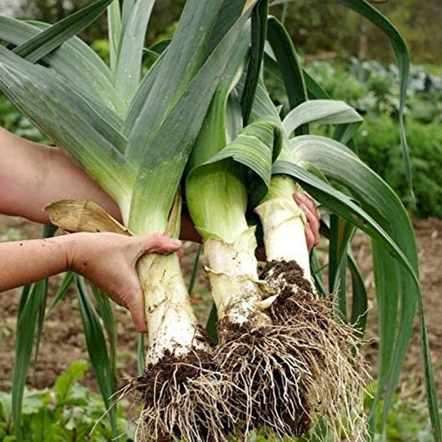 Autumn Giant Leek Onion - 300 Seeds - South Mountain Nursery