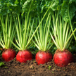Red Mammoth Fodder Beet Seeds – Giant Beets for Livestock Feed & Edible Greens