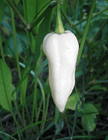 Bhut Jolokia, White Ghost Chili Pepper, World'S Hottest Pepper, Capsicum Chinense - 10 Seeds - South Mountain Nursery