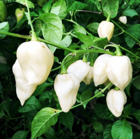 Bhut Jolokia, White Ghost Chili Pepper, World'S Hottest Pepper, Capsicum Chinense - 10 Seeds - South Mountain Nursery